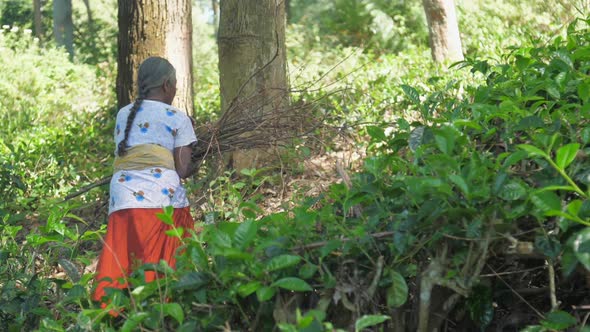 Woman in Traditional Clothes Walks Between Trees