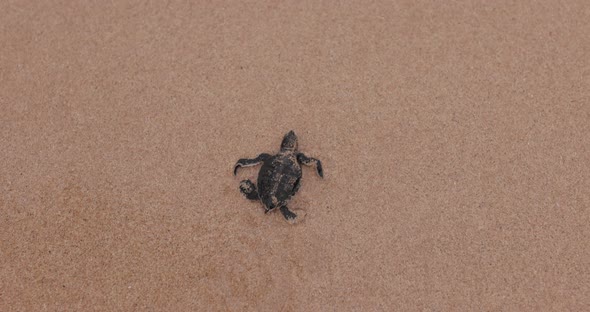 Newborn turtle first steps - 4k 120fps