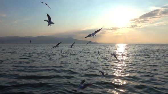 Flock Seagulls Flying Over Sea