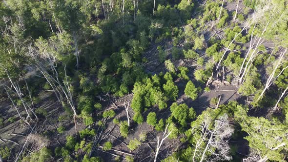 Aerial view dead mangrove tree