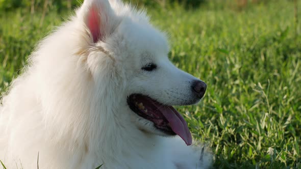 A beautiful white Samoyed dog lies on the green grass. Dog at sunset. Samoyed Laika close-up.