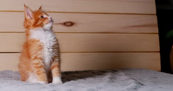 Funny Curious Young Red And White Maine Coon Kitten Cat Sitting At Home Against Wooden Wall