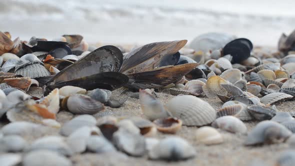 Shells 25