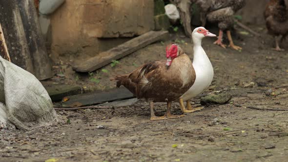 Domestic White and Brown Duck and Rooster Walk on the Ground. Background of Old Farm. Search of Food