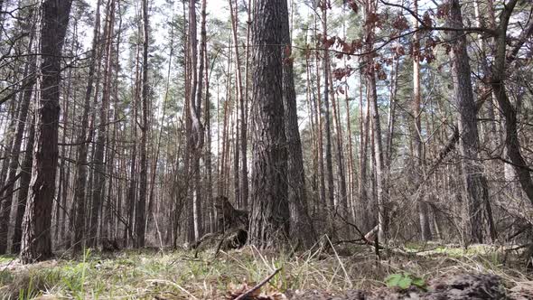 Forest Landscape Aerial View Slow Motion