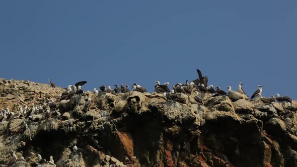 Many Black and White Birds Sitting on the Rock in the Ocean in Peru