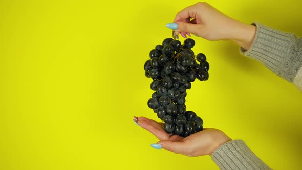 Person Holding Bunch of Ripe Black Grape