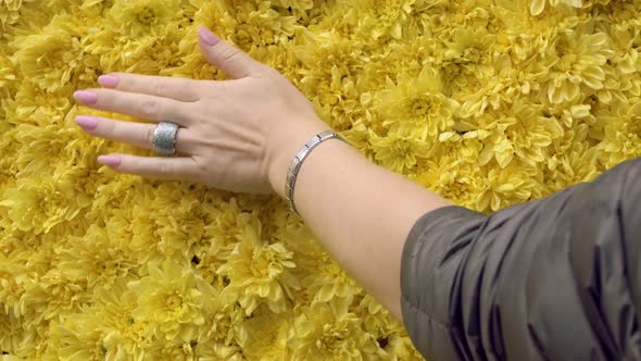 A Woman's Hand Touches Soft Yellow Petals