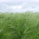 Green Wheat - VideoHive Item for Sale