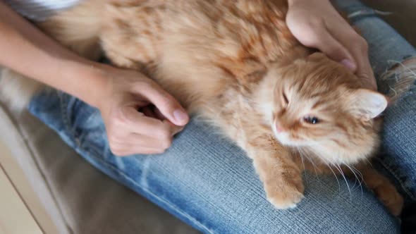 Cute Ginger Cat Sleeping on Knees. Fluffy Pet Dozing , Woman in Torn Jeans Strokes Her Pet. Cozy