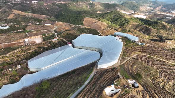 Banana greenhouse aerial view