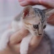 Slow motion shot close up adorable domestic kitten hugged on woman hand. - VideoHive Item for Sale