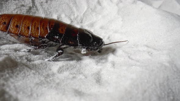 Madagascar Hissing Cockroach Creeping on White Dry Sand