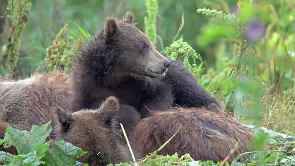 Female Brown Bear and Her Cubs