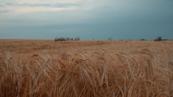 Golden Ripe Wheat Ears At Farm Cereal Field At Cloudy Sunset