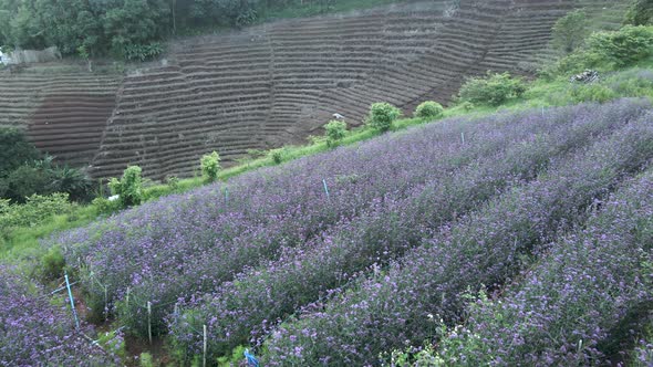 Forward Aerial of Purple Verbena Flower Field on Hillside in Thailand