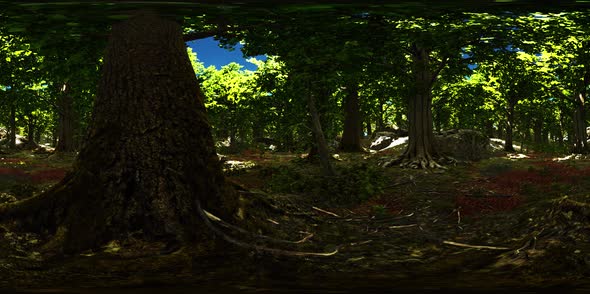 VR360 View of Morning Green Forest