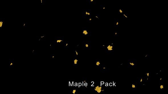 Maple leaves 4K