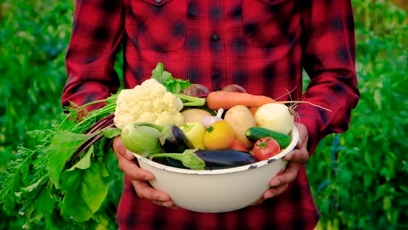 A Man Farmer with a Harvest of Vegetables in His Hands