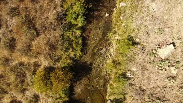 Aerial view of Kokanee Salmon spawning in a small river in Utah