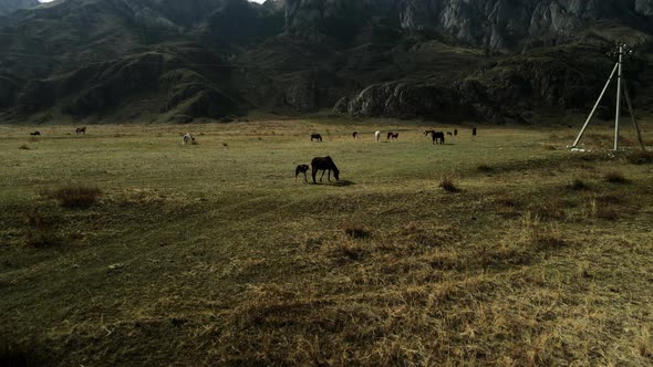 Horses Against the Backdrop of Mountainous Terrain