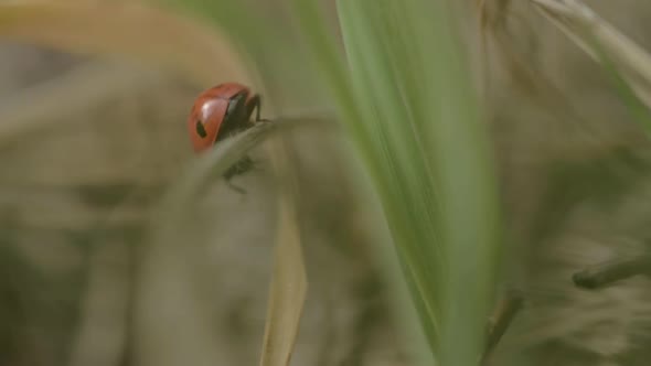 Ladybird scurries off into grasses