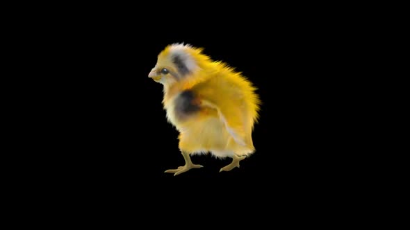 15 Baby Chicks Dancing HD