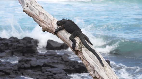 Galapagos Marine Iguana in Santa Cruz Relaxing On Tree Trunk With Waves Breaking In Background