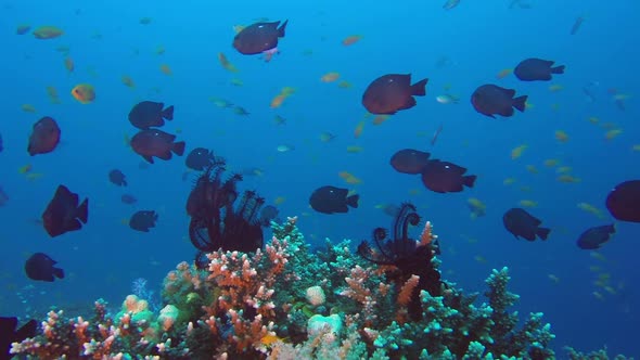 School of Threespot Dascyllus Fish