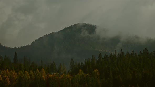 Landscape of Mountain Among Clouds and Fog  Forest Around with Coniferous Trees