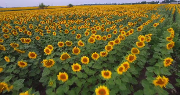 Growing Sunflowers in a Farmer's Field