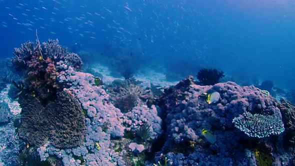 gliding over a coral reef while thousands of fusilier fish is swimming past on the underwater highwa