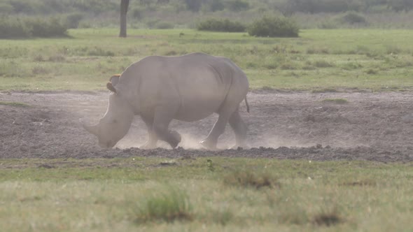 Baby rhino walking on a dusty savanna 