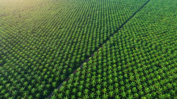 Aerial drone video of palm oil plantation