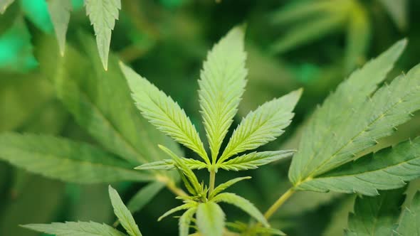 Closeup Photo of a Green Fresh Weed Leaf