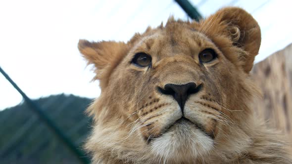 Young lion close-up, 4k video