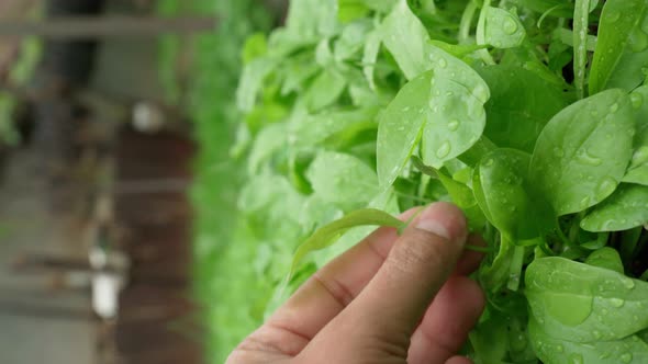 Fresh Spinach Leaves Selective Focus