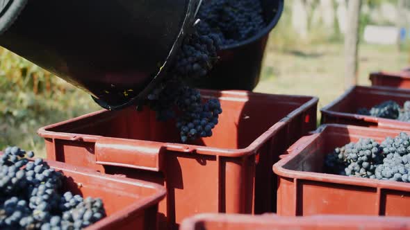 Grape Harvesting Outdoors in Sunlight