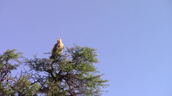 A pale morph adult tawny eagle oves and calls on top of a massive camel thorn tree in the Kgalagadi,