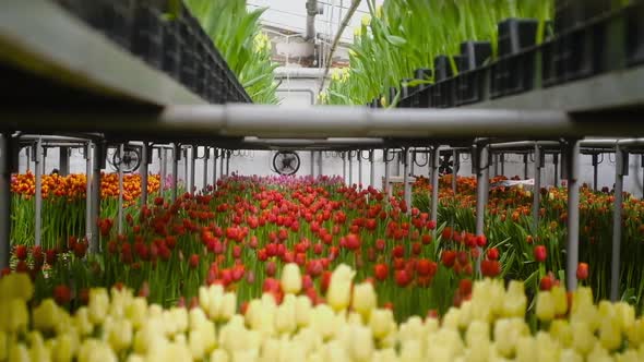 modern greenhouse. Growing flowers in the garden. Farming for growing tulips