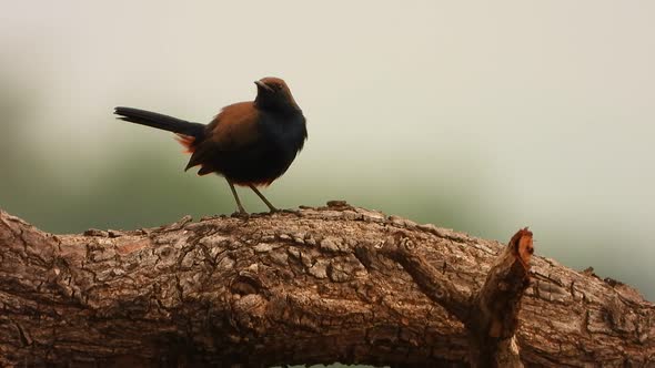 Indian Robin in tree mp4 4k Video ..