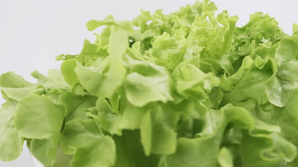 Green oak fresh lettuce planted in the Hydroponics style is beautifully placed and slowly rotating.