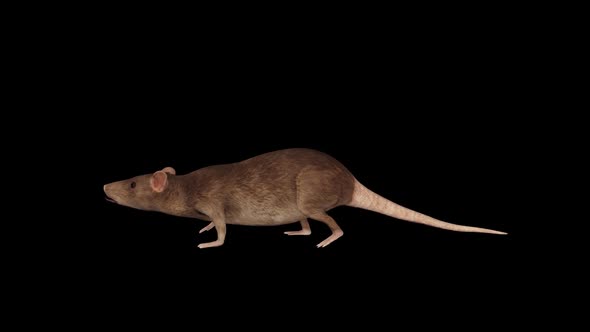 3D Rat Walk