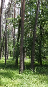 Vertical Video of the Forest By Day