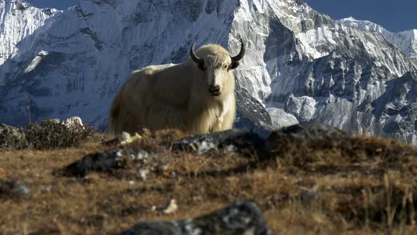 White Yak and Snowy Mountain Background. Nepal