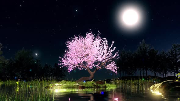 Sakura Tree In Moon Night 01