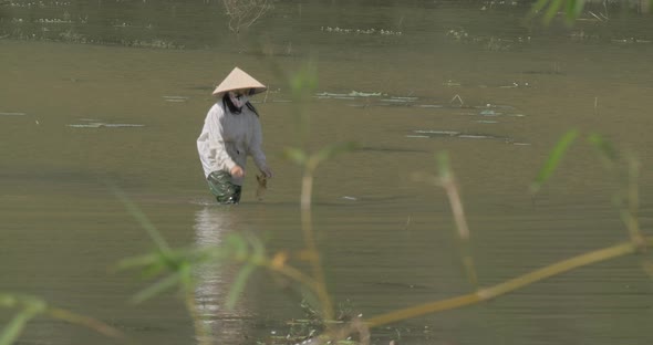 Vietnamese woman walking in water field, Hanoi
