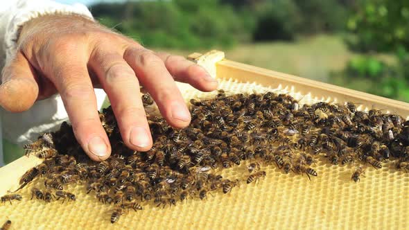 Beekeeper examines bees in honeycombs. Hands of the beekeeper. Bee is close-up.