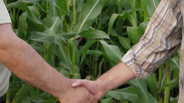 Close Up Of Two Farmers Businessmen Shaking Hands Background Of Rural Corn Field