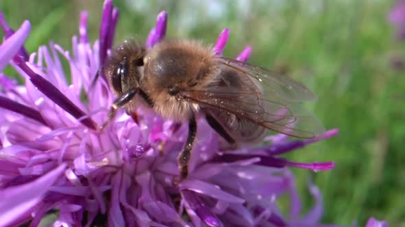 Hard working Honey Bee Gathering Nectar From Pink Purple Flower - macro view